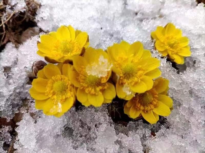 冰凌花学名侧金盏花,又名冰凉花,福寿草,顶冰花,金盅花,冰蓼花,隶属