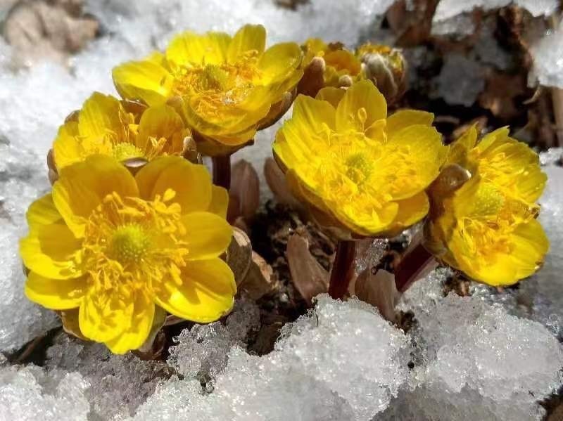 冰凌花学名侧金盏花,又名冰凉花,福寿草,顶冰花,金盅花,冰蓼花,隶属