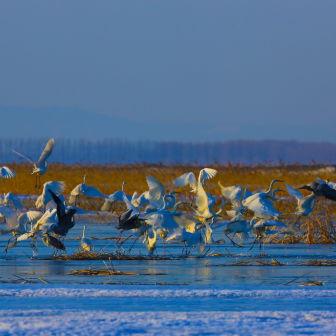 灵动候鸟 踏歌归"佳" 初春最佳观鸟地大推荐!-东北网旅游-东北网